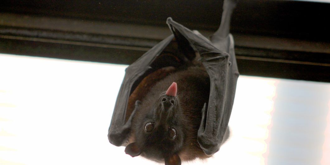 How to get rid of bats in your Southern NH home for sale | Southern NH