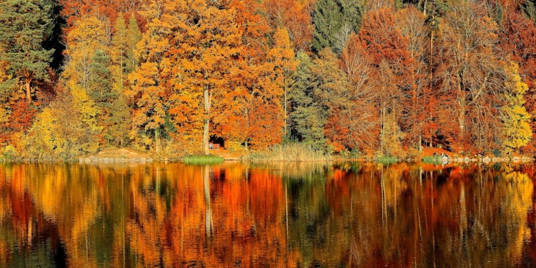 lake sorrounded by trees