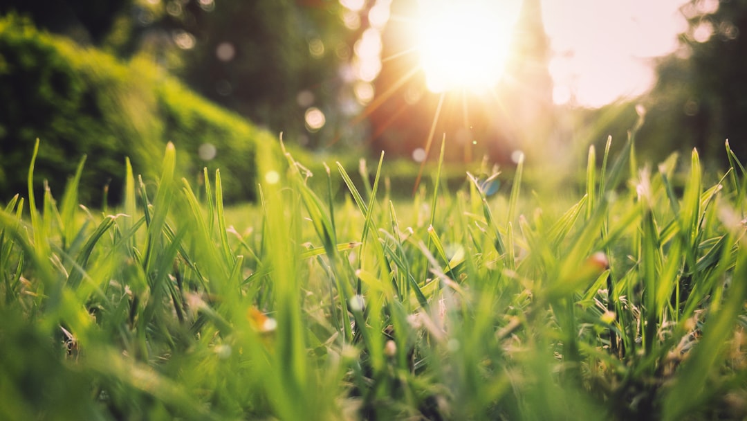 Photo by Aniket Bhattacharya green grass field sunset scenery