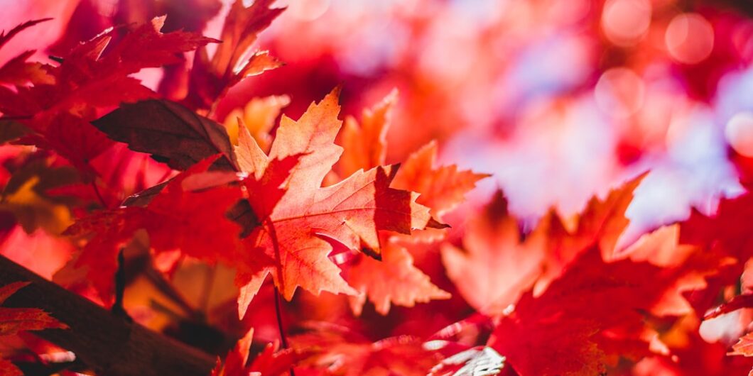 closeup photography of red leaf plant