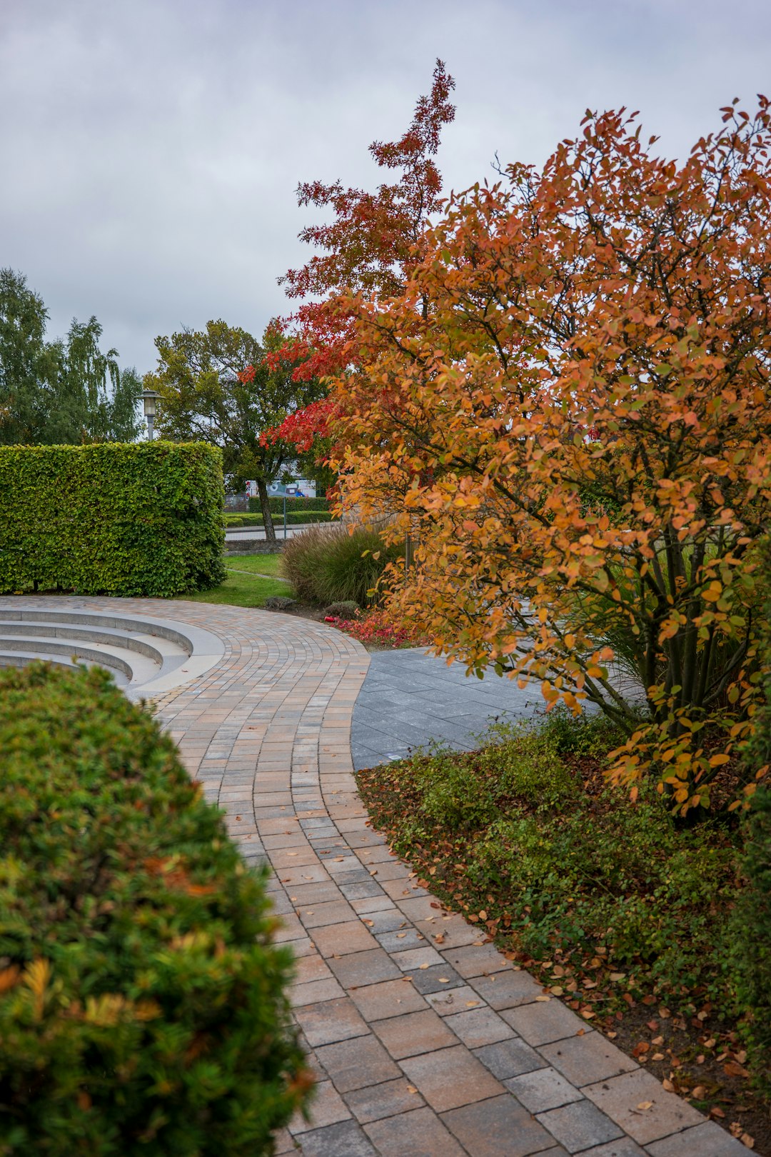 Autumn tree with colorful leaves beside a paved walkway.